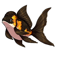 Oranda